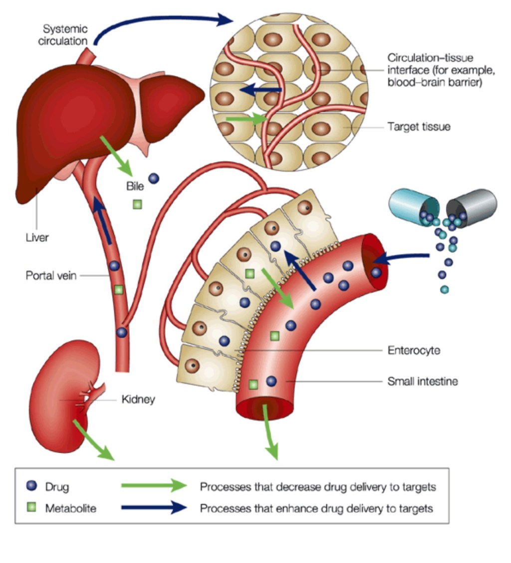 Quá trình tiêu hóa & vai trò của&nbsp;gan